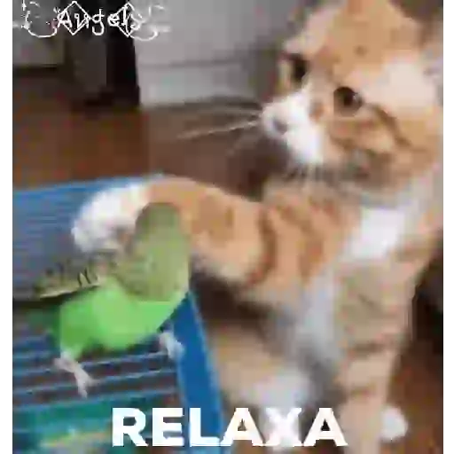 Figurinha: Gato Pedindo Relaxa