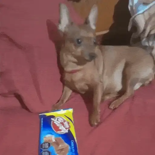 Figurinha: Cachorro com Chocolate Savoy