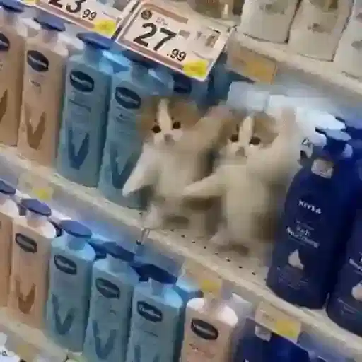 Figurinha: Gatinhos fofos no supermercado