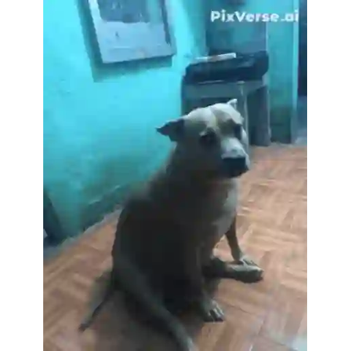 Figurinha: Cachorro de Terno Dançando