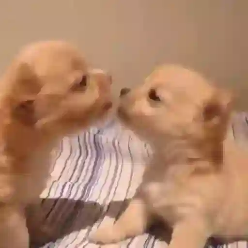 Figurinha: Dois cachorrinhos se beijando