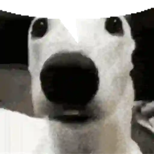 Figurinha: Cachorro Surpreso Boquiaberto