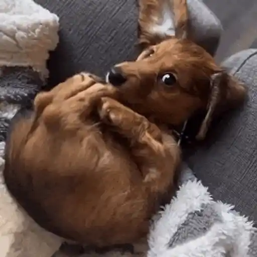 Figurinha: Cachorrinho Brincando com a Pata