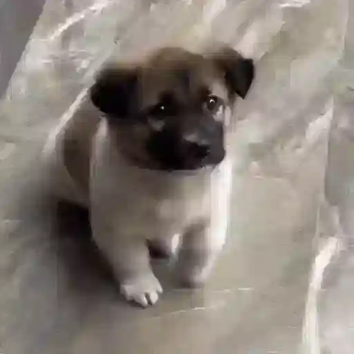 Figurinha: Cachorrinho abanando o rabo