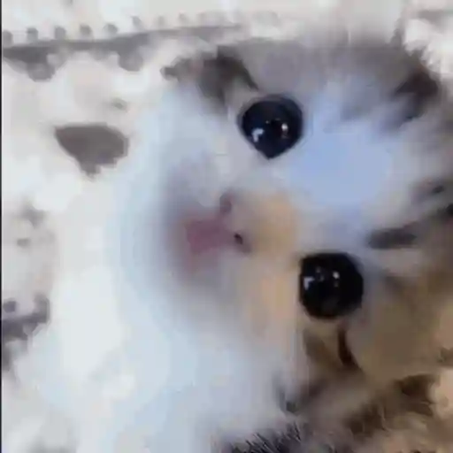 Figurinha: Gatinho pedindo carinho