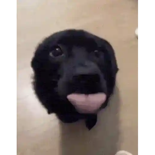 Figurinha: Cachorro Fofo Lambendo