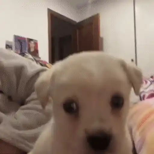 Figurinha: Cachorrinho confuso