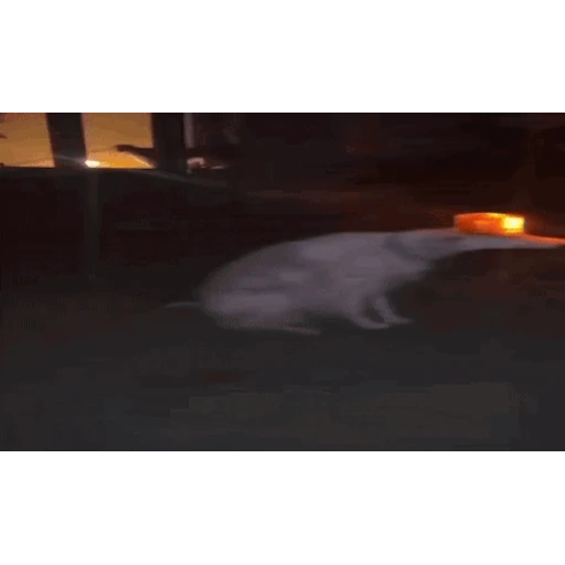 Figurinha: Cachorro com sirene na cabeça