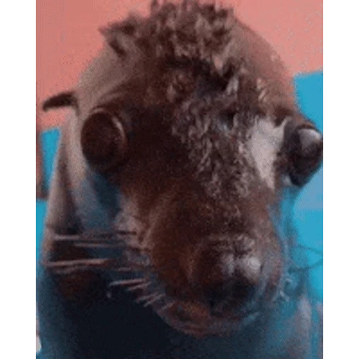 Figurinha: Foca engraçada