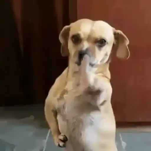 Figurinha: Cachorro dançarino