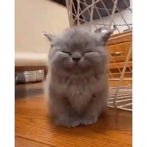 Figurinha: Gatinho Fofo Sorrindo