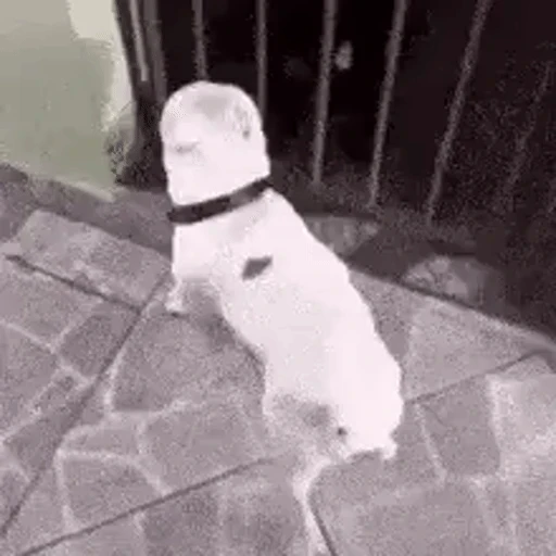 Figurinha: Cachorro se assusta e pula para trás
