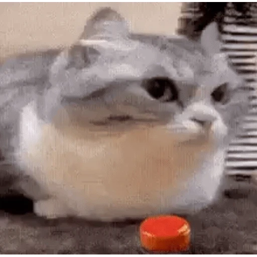 Figurinha: Gato apertando botão vermelho
