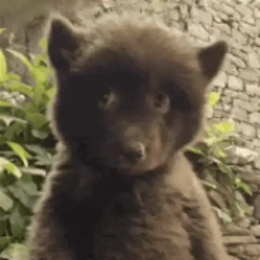 Figurinha: Filhote de urso confuso