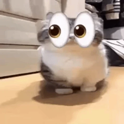 Figurinha: Gato Fofo Assustado com Olhos Grandes
