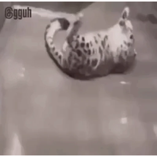 Figurinha: Gato pintado rolando e piscando