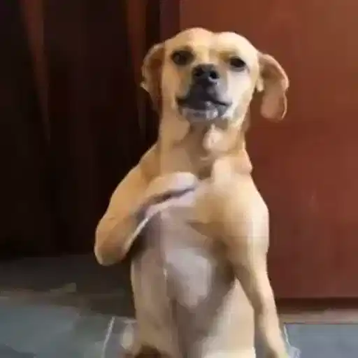 Figurinha: Cachorro com pose e gingado