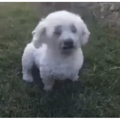 Figurinha: Cachorrinho pulando e falando