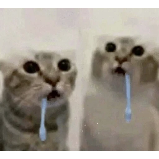Figurinha: Gatinhos com escova