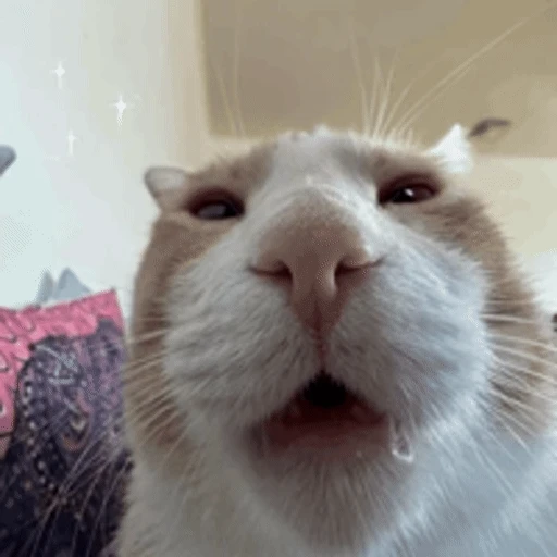 Figurinha: Gatinho Engraçado