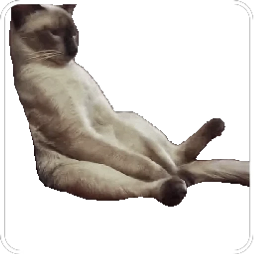 Figurinha: Gato preguiçoso se espreguiçando