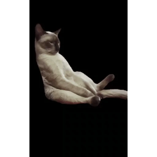 Figurinha: Gato Preguiçoso Dançando