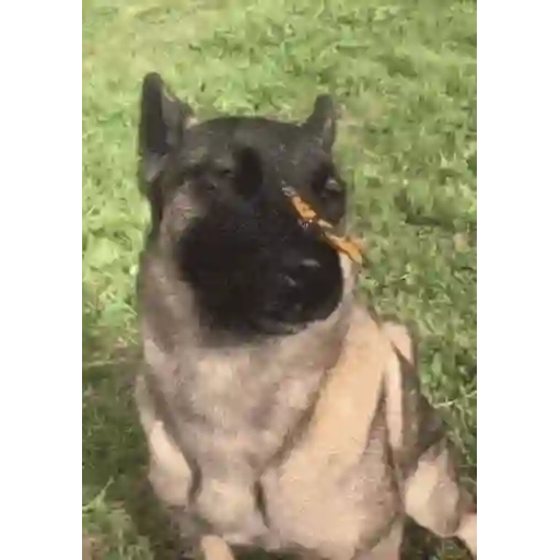 Figurinha: Cachorro e a Borboleta