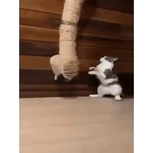 Figurinha: Gatinho dançando breakdance