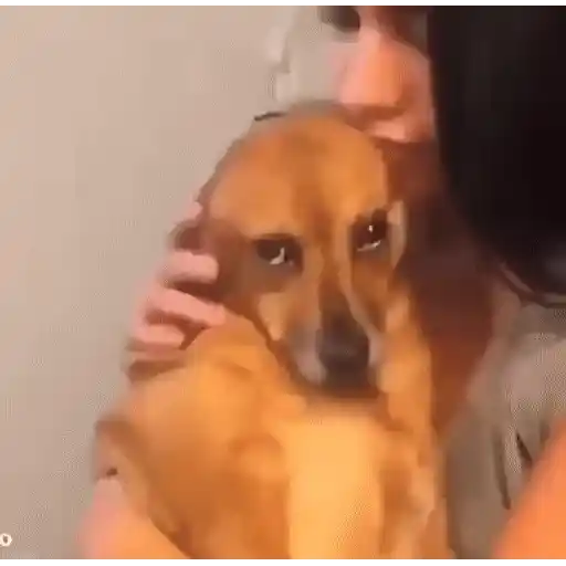 Figurinha: Cachorro carinhoso