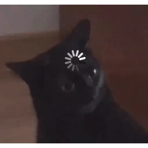 Figurinha: Gato processando