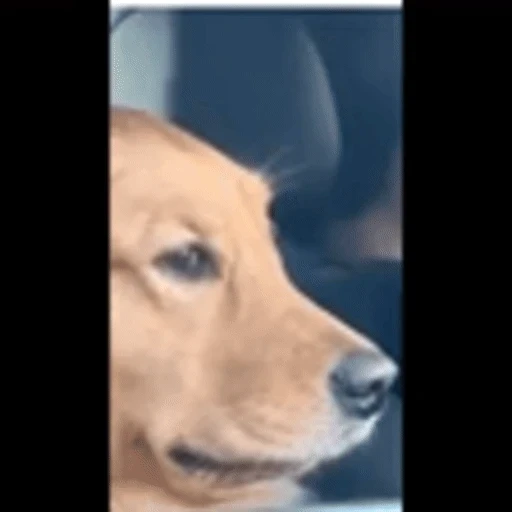 Figurinha: Cachorro em movimento