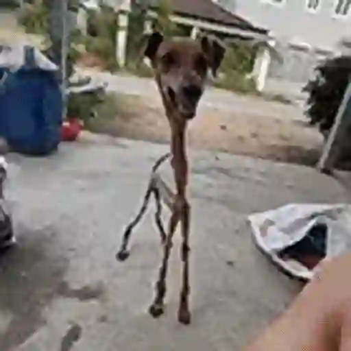 Figurinha: Cachorro com pescoço longo