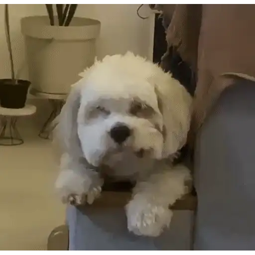 Figurinha: Cachorrinho sonolento