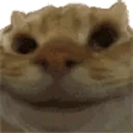 Figurinha: Gato Engraçado Rindo