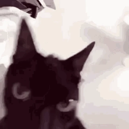 Figurinha: Gato Preto Curioso