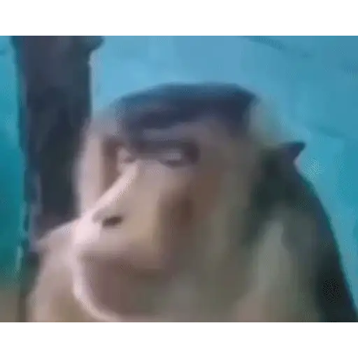 Figurinha: Macaco Pensando