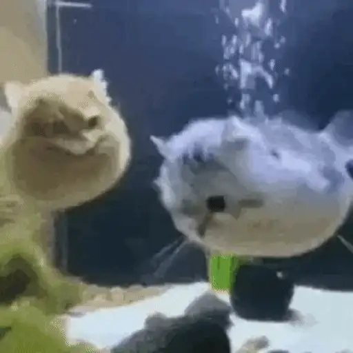 Figurinha: Gatinhos aquáticos