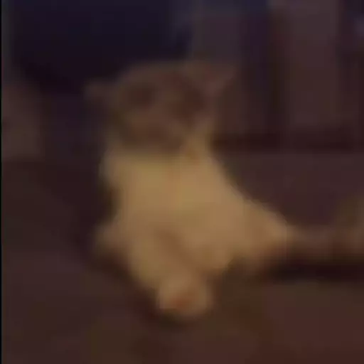 Figurinha: Gatinho sentado