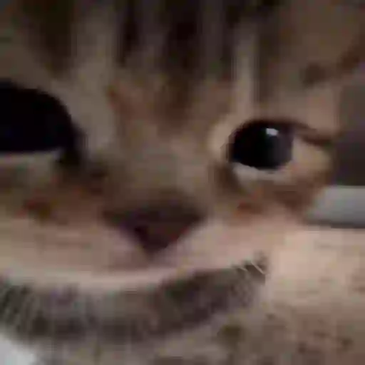 Figurinha: Gatinho Engraçado