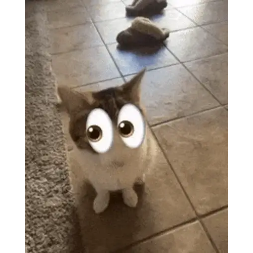 Figurinha: Gato com olhos arregalados