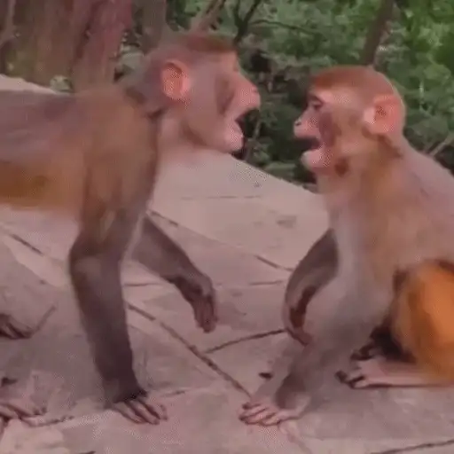 Figurinha: Macacos se beijando