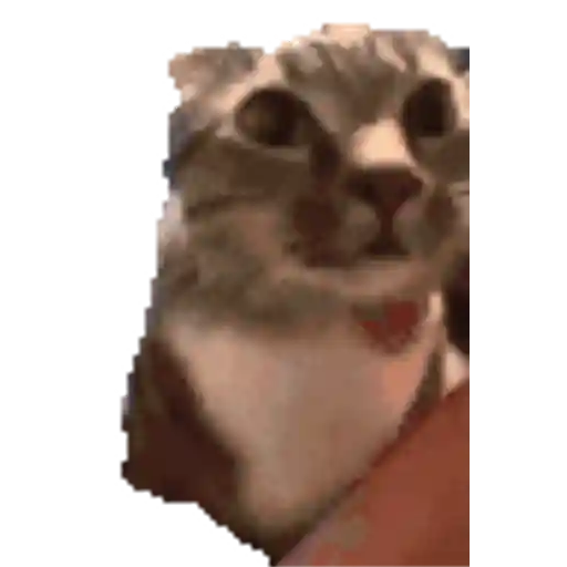 Figurinha: Gato Fofo Mexendo a Cabeça