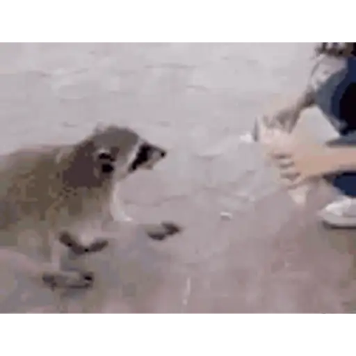 Figurinha: Guaxinim guloso