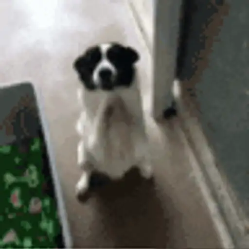 Figurinha: Cachorrinho fofo rezando