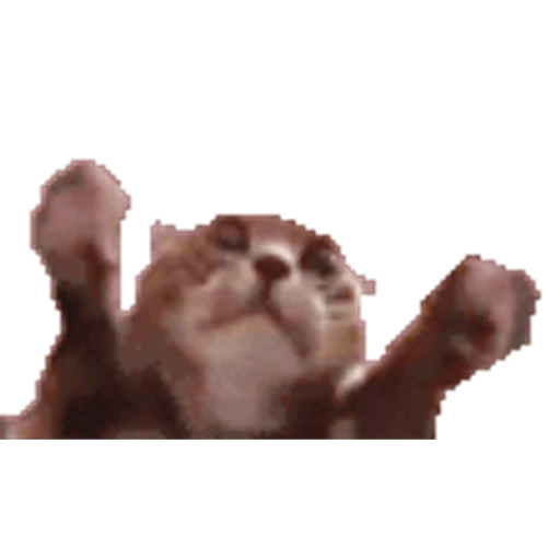 Figurinha: Gatinho Implorando por Carinho