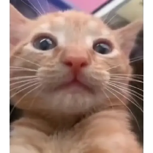 Figurinha: Gatinho bocejando