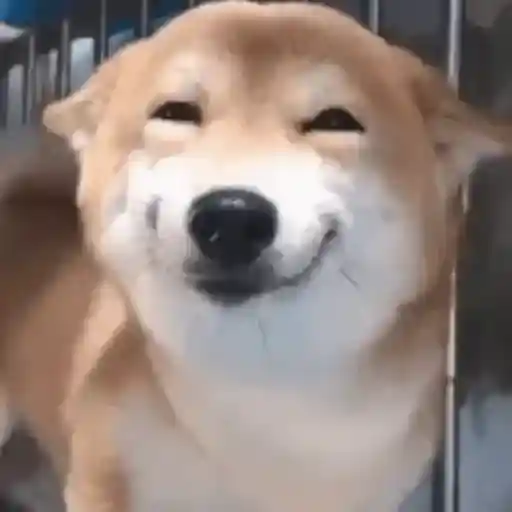 Figurinha: Cachorro Sorrindo Maliciosamente