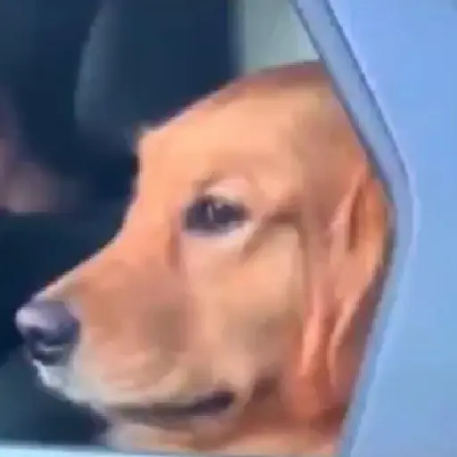 Figurinha: Cachorro Curioso Olhando Pelo Carro
