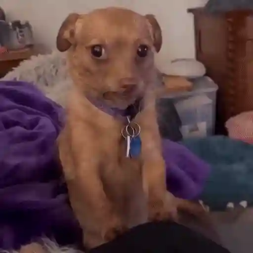Figurinha: Cachorrinho em glitch