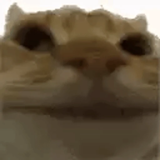 Figurinha: Gato Pop Cat
